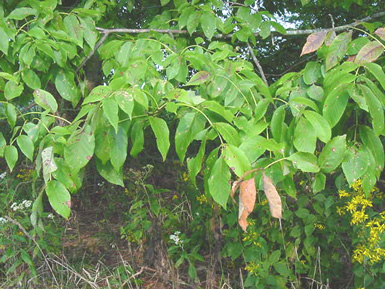 Green leaves hang from white ash tree branches.