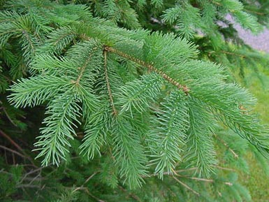 Needles hang from branch of white spruce tree.