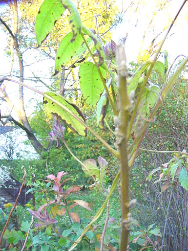 Stem with green leaves stands in foreground with trees and shrubs in background.