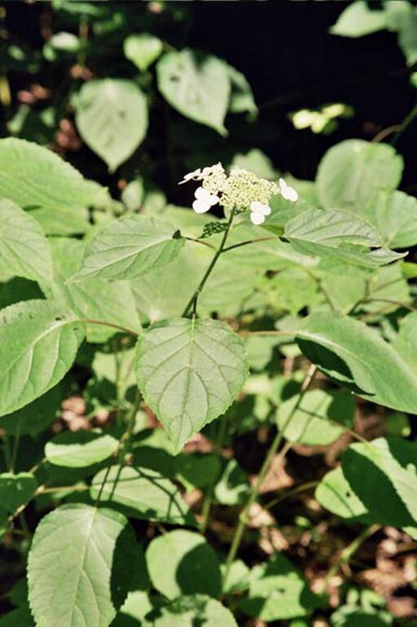 Flowers grow from stem with leaves.