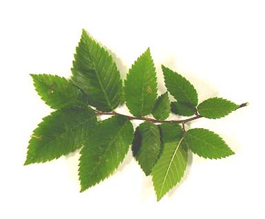 Stem from winged elm with several green leaves lies on white background.