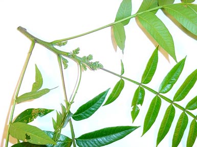 Close-up shows green leaves and stem from winged sumac.