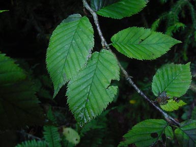 Yellow birch leaves grow from stem.