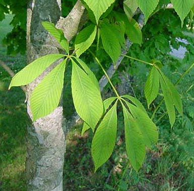 Green leaves hang from yellow buckeye tree.