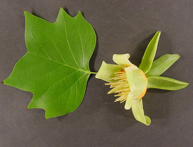 Leaf and flower sit on black background