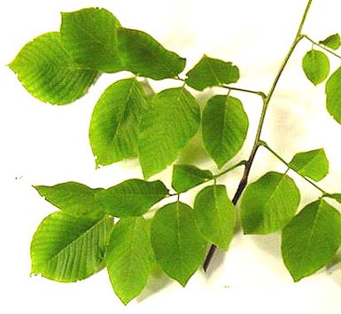 Green leaves grow on tree branch.