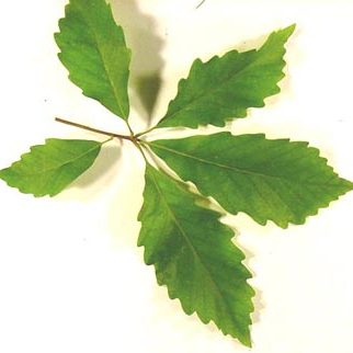 Chestnut oak leaves sit on white background. 