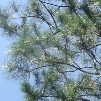 Slash pine branches hang from tree with blue sky in background. 