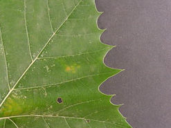 Green leaf from American sycamore lies on black background.