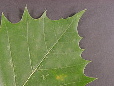 Green leaf from American sycamore lies on black background.