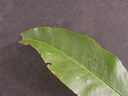 Green leaf from black cherry tree lies on black background.