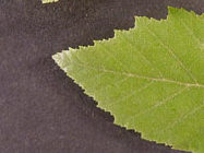 Green leaves grow from brown stem on black background.