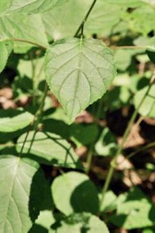 Flowers grow from stem with leaves.