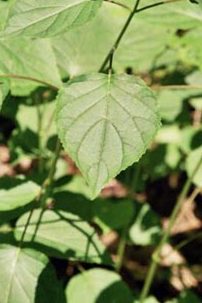 Flowers grow from stem with leaves.