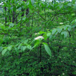 Green leaves grown on alternate leaf dogwood