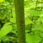 Close-up of alternate-leaf dogwood bark in wooded area