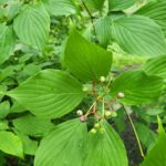 Small fruit grows on alternate-leaf dogwood plant.