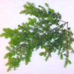 Eastern hemlock needles