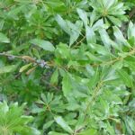 Leaves of a Southern waxmyrtle