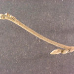 Twig and buds of a witch hazel