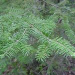 Needles of a basalm fir