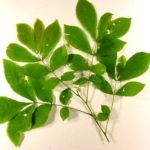 bitternut hickory leaves