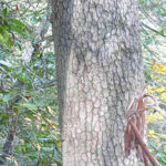Bark of a blackgum