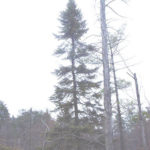 Form of a black spruce