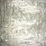 Bark of a bigtooth aspen