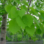 Leaves of a bigtooth aspen