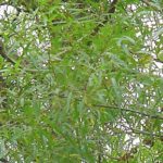 Leaves of a black willow