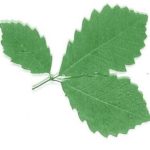 Leaves of a chinkapin oak