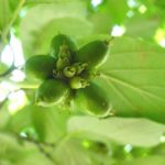 Fruit of a flowering dogwood