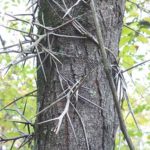 Bark of a honeylocust