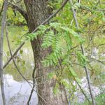 Leaves of a honeylocust