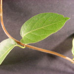 Leaves of a Japanese honeysuckle