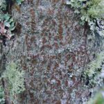 Bark of a mountain maple