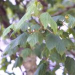 Leaves of a mountain maple