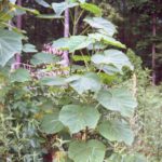 Form for royal paulownia