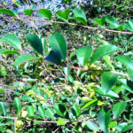 Leaves of a privet