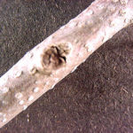 Twig and buds for a royal paulownia