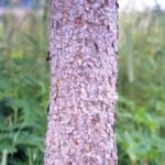 Bark for a red spruce