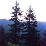 Form for a red spruce