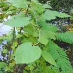 red mulberry leaves
