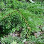 Needles for a red spruce