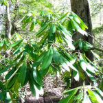 Ecological and Cultural Importance for rosebay rhododendron