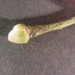 End of a twig of a sassafras with a green bud