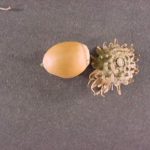 Flowers and fruit of a sawtooth oak