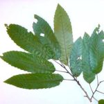 Leaves of a sawtooth oak