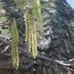 Flowers and fruit of a sawtooth oak